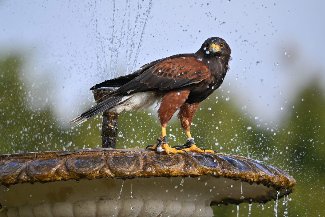 Three Hour Bird of Prey Falconry Session for One at The Hawking Centre in Kent