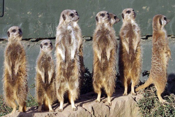 Click to view product details and reviews for Family Meerkat Encounter And Afternoon Tea For Four At Twycross Zoo.