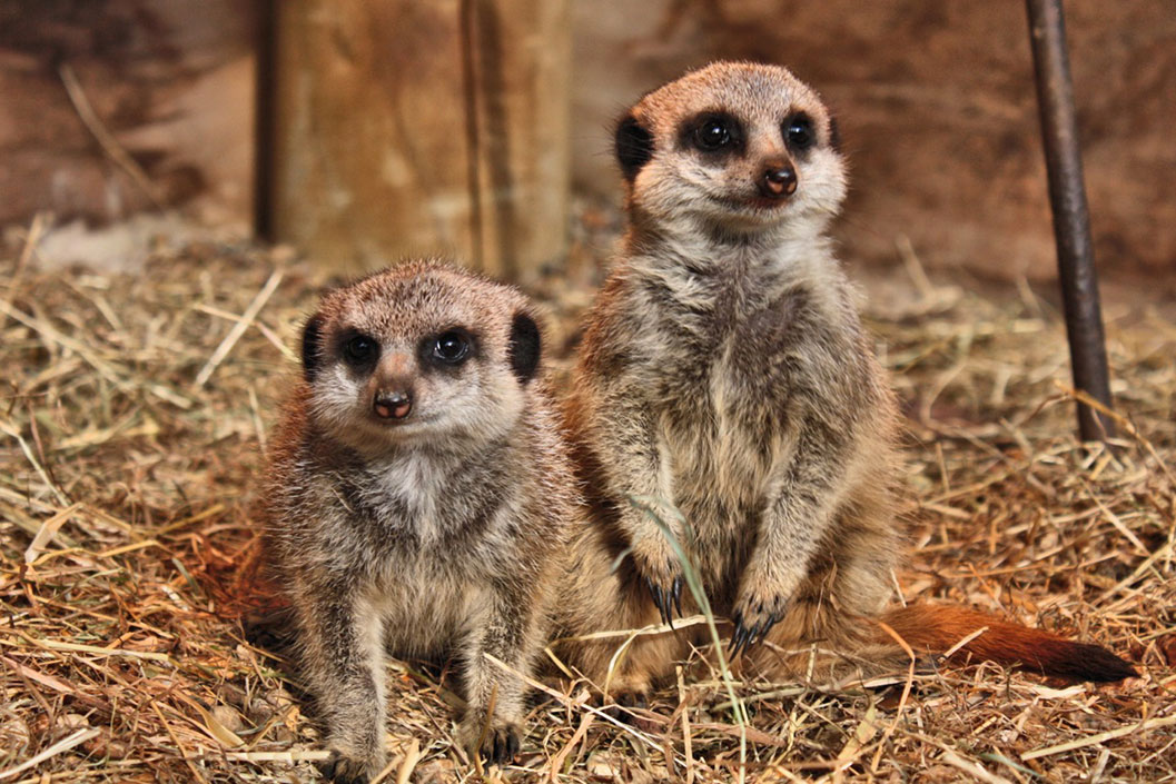 Meet the Meerkats at Knockhatch Adventure Park