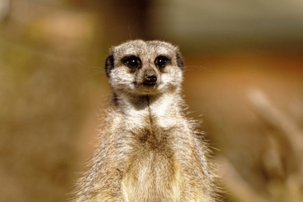 Meerkat Encounter and Afternoon Tea for Two at Twycross Zoo