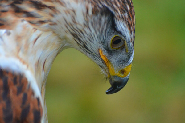 Birds of Prey Experience with Tea and Cake for Two at Willows Bird of Prey Centre