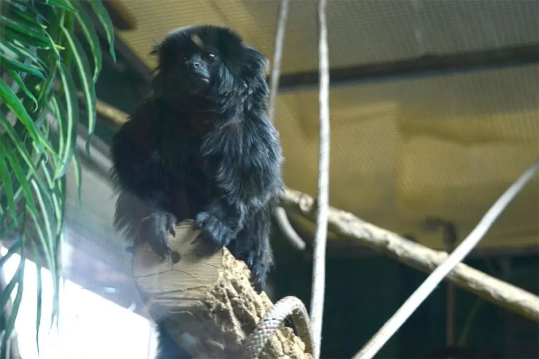 Half Day Keeper Experience at Northumberland College Zoo for Two