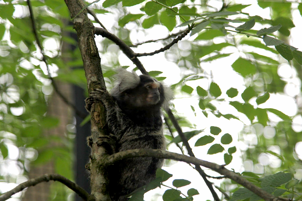 Meet the Animals for Two at Lakeland Wildlife Oasis