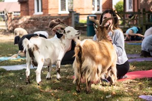 Goat Yoga Class for Two with DMYoga Image 1