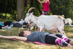 Goat Yoga Class for Two with DMYoga Image 3