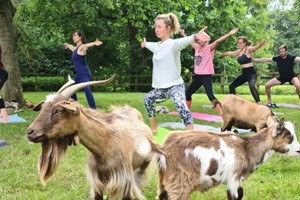 Goat Yoga Class for Two with DMYoga Image 4