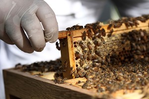 London Beekeeping and Beer Tasting Experience for Two Image 1