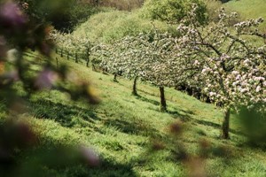 Cider Farm Tour and Tasting for Two at Cornish Orchards Image 3