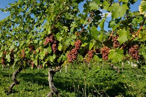 Vineyard Tour with a Wine and Cheese Tasting for Two at Giffords Hall - Image 3