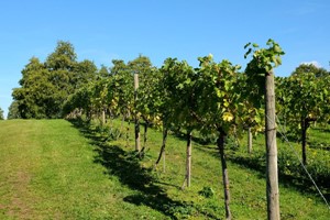 Vineyard Tour with a Wine and Cheese Tasting for Two at Giffords Hall - Image 6