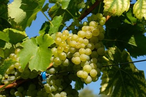 Vineyard Tour with a Wine and Cheese Tasting for Two at Giffords Hall - Image 4