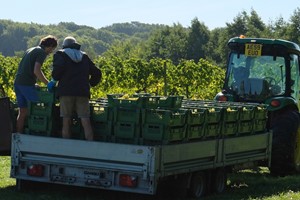 Vineyard Tour with a Wine and Cheese Tasting for Two at Giffords Hall - Image 5