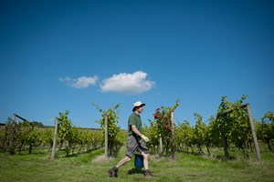 Vineyard Tour and Tasting with Lunch or Afternoon Tea for Two Image 5