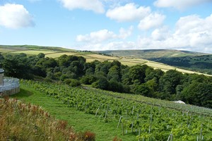 Holmfirth Vineyard Tour with Lunch and Tasting for Two in Yorkshire Image 4