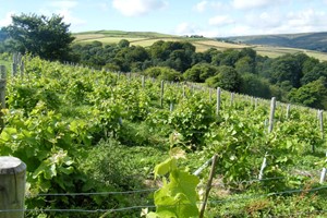 British Vineyard Tour and Tasting with Lunch for Two at Holmfirth Vineyard picture