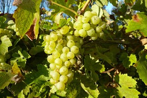 Carr Taylor Wines Vineyard Tour and Tasting in Hastings with Lunch for Two picture
