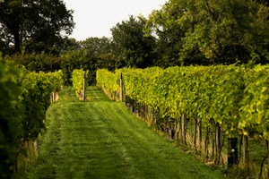 Afternoon Tea with Vineyard Tour for Two at Yorkshire Heart Vineyard and Brewery Image 2