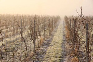 Wine Tasting for Two People on Saturdays at Redhill Farm Estate  Image 4