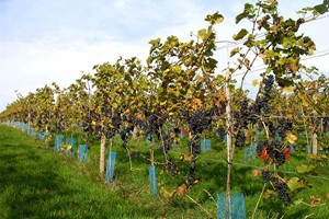 Sedlescombe Organic Deluxe Vineyard Tour and Tasting for Two in East Sussex Image 1