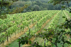 Sedlescombe Organic Deluxe Vineyard Tour and Tasting for Two in East Sussex Image 2