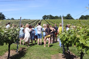 Click to view details and reviews for Wine Tasting Tour For Two At English Oak Vineyard.