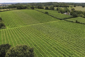 Wine Tasting Tour for Two at English Oak Vineyard Image 2