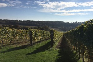 Vineyard Tour and Tasting for Two at Hambledon Vineyard Image 3