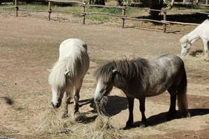 Click to view details and reviews for Pony Pals Experience For Two At Hobbledown Heath Hounslow.