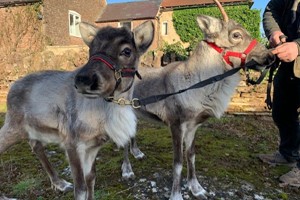 Feed the Reindeer for Two at Hobbledown Heath Hounslow Image 3