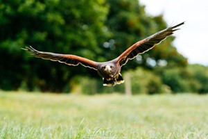 One-Hour Birds of Prey Flying Display for Two at Hobbledown Heath Hounslow Image 3