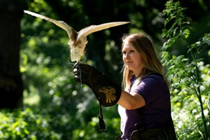 One-Hour Birds of Prey Flying Display for Two at Hobbledown Heath Hounslow Image 5