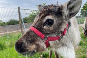 Feed the Reindeer for Two at Hobbledown Heath Hounslow Image 5