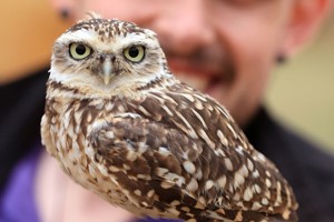 One Hour Falconry for Two at Hobbledown Epsom Image 3