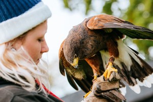 One-Hour Birds of Prey Flying Display for Two at Hobbledown Heath Hounslow Image 2