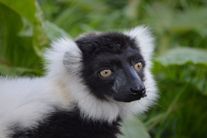 Click to view details and reviews for Meet The Lemurs Experience For Two At Hobbledown Epsom.