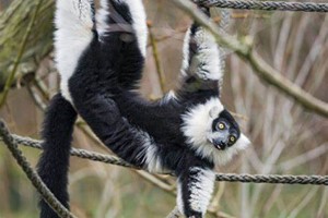 Meet the Lemurs Experience for Two at Hobbledown Epsom Image 5