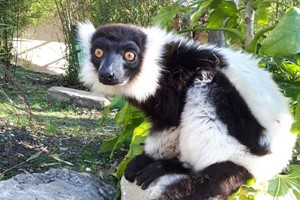 Meet the Lemurs Experience for Two at Hobbledown Epsom Image 3