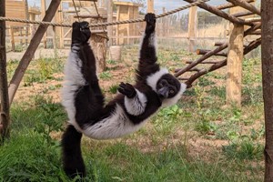 Meet the Lemurs Experience for Two at Hobbledown Epsom Image 4