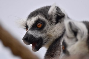 Meet the Lemurs Experience for Two at Hobbledown Epsom Image 2