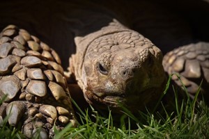 The Giant Tortoise Experience for Two at Hobbledown Epsom Image 2