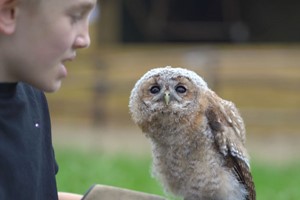 One Hour Falconry for Two at Hobbledown Epsom Image 2