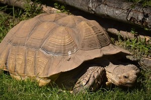 The Giant Tortoise Experience for Two at Hobbledown Epsom Image 3