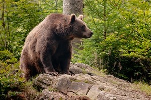 Four Night Bear Tracking Adventure in Romania Image 1