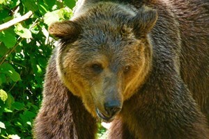 Four Night Bear Tracking Adventure in Romania Image 4