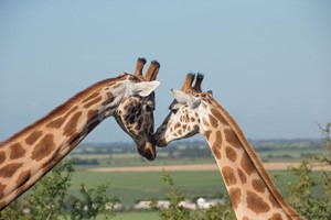 Port Lympne Reserve Ranger Tour and Entry for Two picture