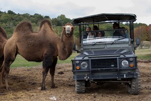 Port Lympne Reserve Ranger Tour and Entry for Two Image 2