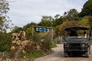 Port Lympne Reserve Ranger Tour and Entry for Two Image 3