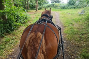 Click to view details and reviews for Horse Drawn Carriage Ride With Cream Tea For Two.