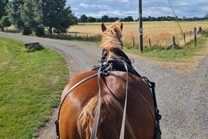 Horse Drawn Carriage Ride for up to Five Image 2