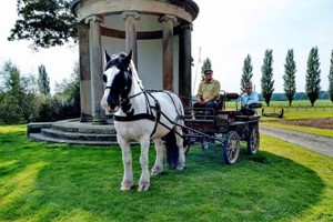 Horse Drawn Carriage Ride for up to Five Image 5